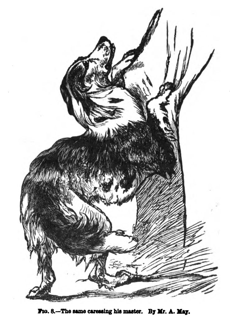 Dog Carressing his Master.  Fig. 8 
